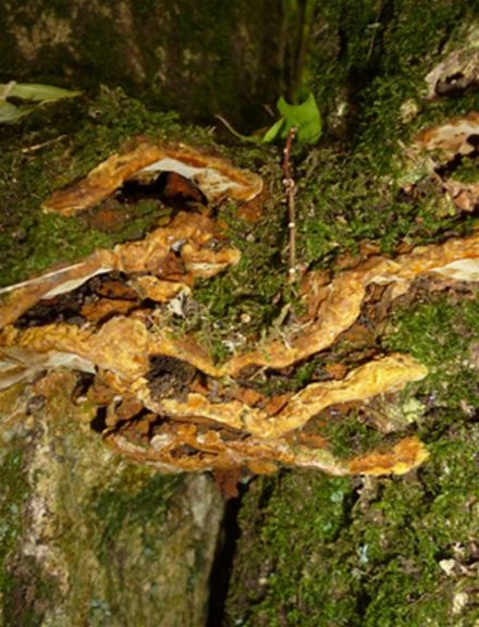 Brackets adorned with moss